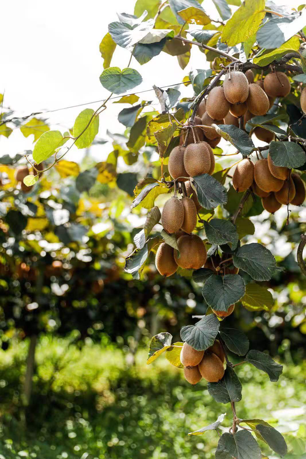 南宫国际(中国区)-官方网站